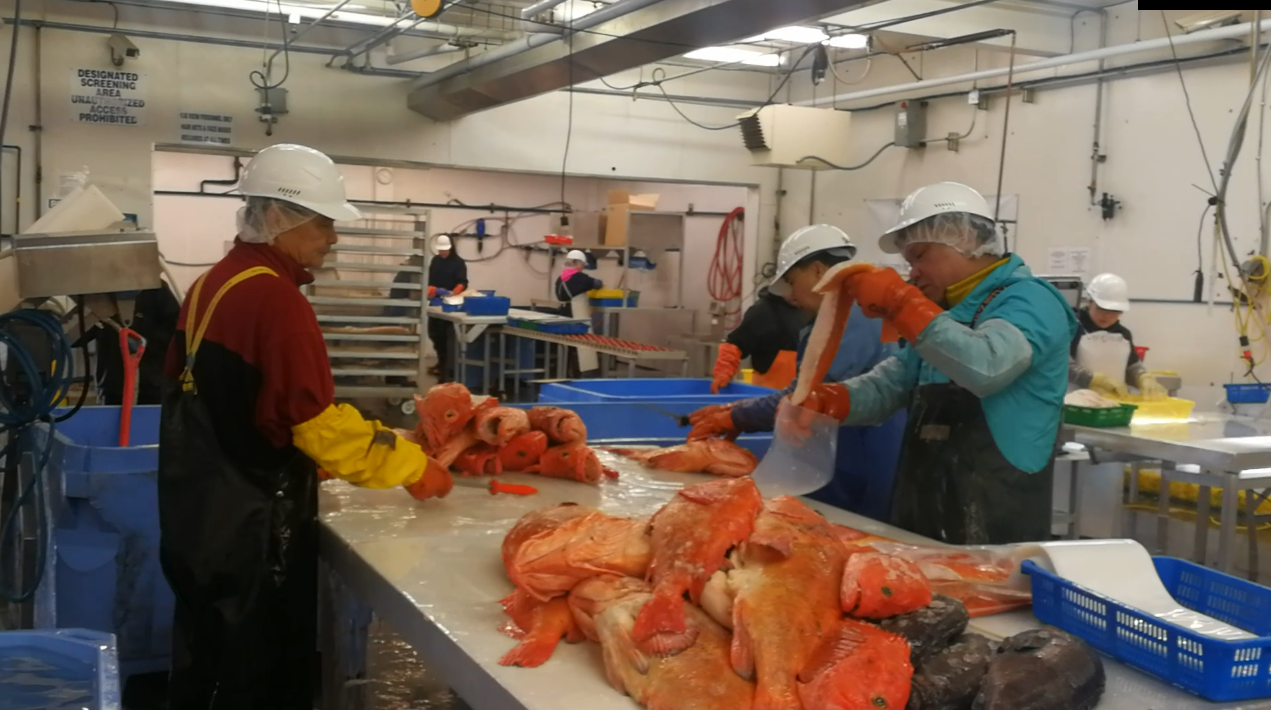 ICESTA entrega con éxito hielo en escamas de 60 toneladas y un sistema de almacenamiento y entrega totalmente automatizado para la pesca en alta mar en América del Norte